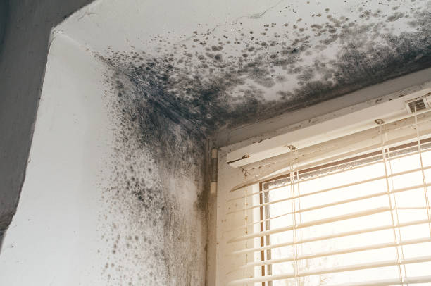 Trusted Black Mold Removal service in Fort Washington, MD - Cheap Mold Removal
